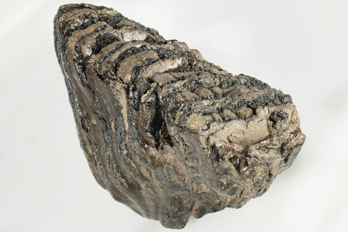 6.4" Fossil Woolly Mammoth Upper M2 Molar - North Sea Deposits